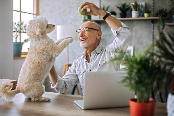 istock Senior man playing with his dog in his home office 1256298028