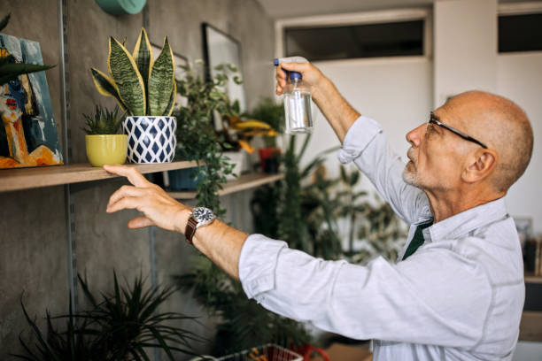 istock Senior man spraying his potted plants at home office 1256298126
