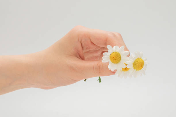 istock Bouquet of daisies isolated on white. 1256299570