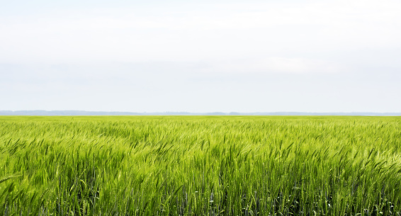 Green grain rye field in the countryside. Crop. Natural landscape with beautiful greenery and sky. Farmland.