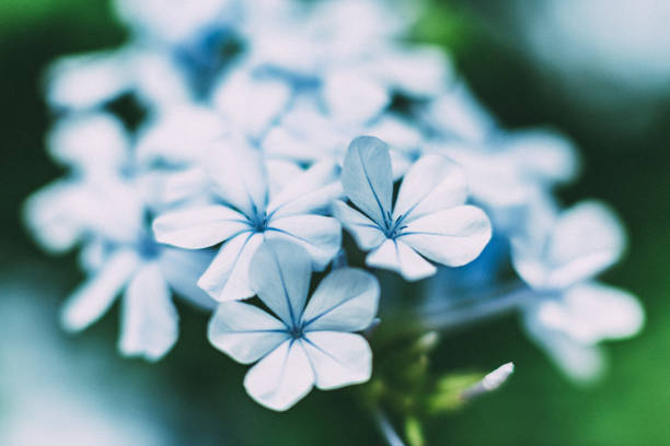 istock Delicate Leadwort flowers in garden 1256302266