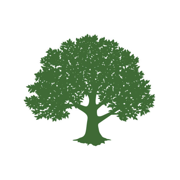 die silhouette des baumes. - tree stock-grafiken, -clipart, -cartoons und -symbole