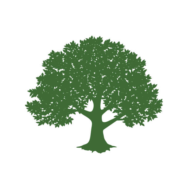 ilustrações, clipart, desenhos animados e ícones de a silhueta da árvore. - oak tree