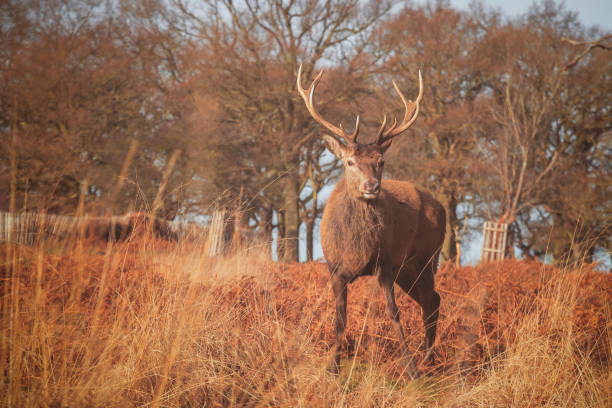 istock A red deer in Richmond Park, London 1256303272