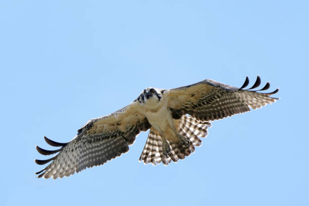 istock Juvenile Ospreys taking practice flights around the nest 1256303359