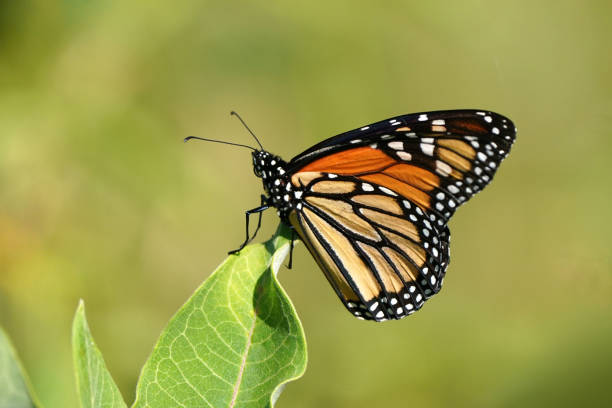 istock Monarch Butterfly on milkweed 1256303384