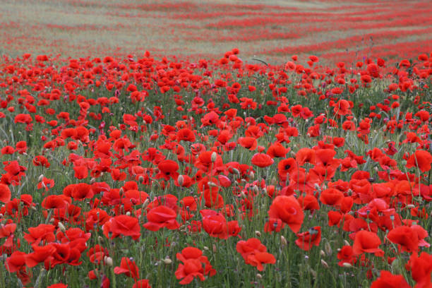 istock Red poppy field with a rye meadow 1256304385