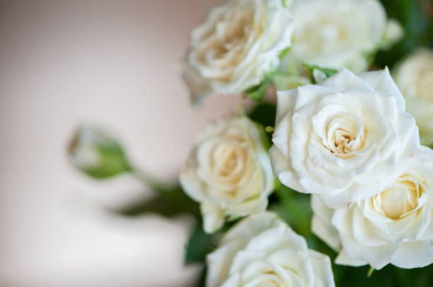istock White sweet roses in soft light on a beige background 1256304684