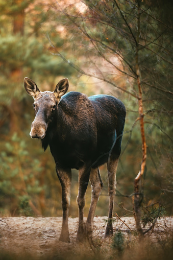 Female animal standing between tress. Cow moose portrait