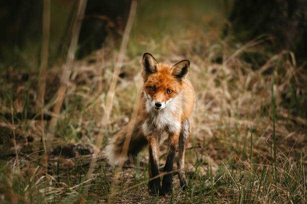 istock Fox in natural habitat. Searching for a prey 1256305841