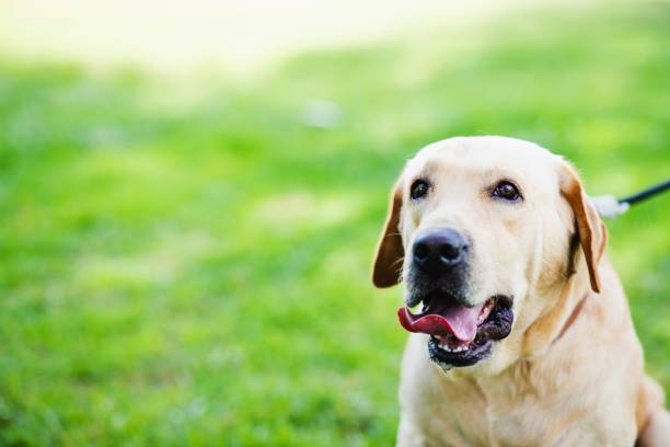 istock image of dog in the park. 1256305875
