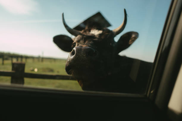 Curious cow pasturing on a meadow. Looking through car window