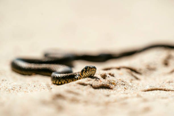 istock Grass snake crawling in sand. Close up 1256306075