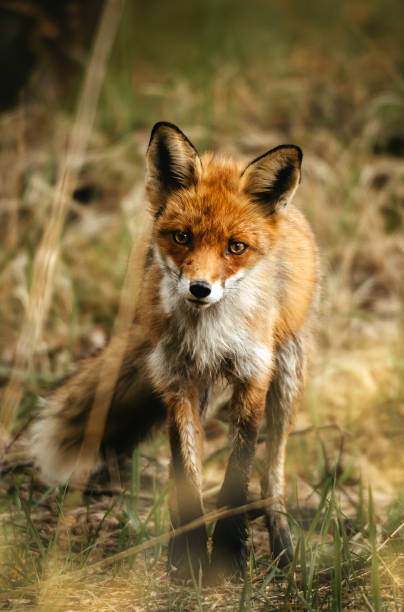 istock Fox in natural habitat. Searching for a prey 1256306169