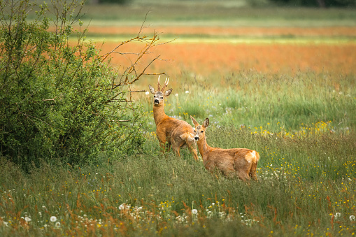 Young deers in the meadow. Rural landscape