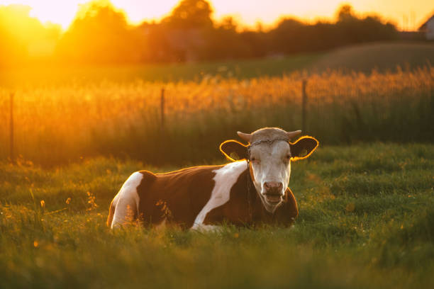 istock Cow pasturing on a meadow. Sunset 1256306280
