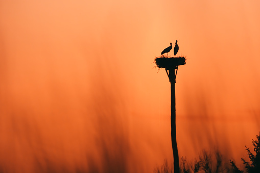 Pair of storks standing in the nest. sunset