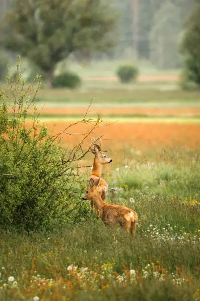 Photo of Young deers in the meadow. Rural landscape
