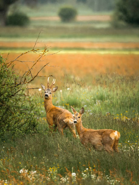 istock Young deers in the meadow. Rural landscape 1256306496
