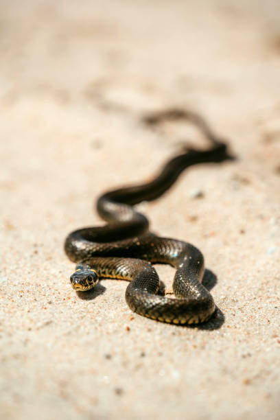 istock Grass snake crawling in sand. Close up 1256306502