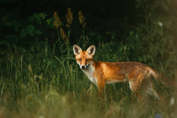 istock Fox in natural habitat. Searching for a prey 1256306587