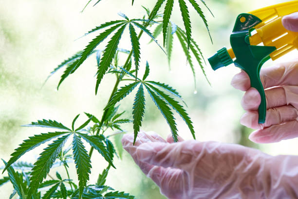 pulverizando cannabis. mãos em luvas spray solução em cannabis close-up. - water weed - fotografias e filmes do acervo