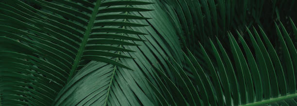 抽象的な緑の葉のテクスチャ、自然の背景、熱帯の葉 - tree leaf green chlorophyll ストックフォトと画像