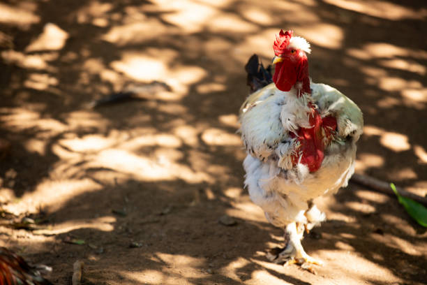 Beautiful naked necked rooster on a late afternoon stock photo