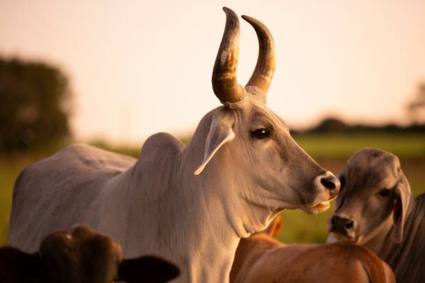 ox with big horns in the pasture on a beautiful evening stock photo