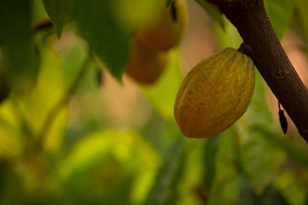 cacao hanging on the branch of the tree stock photo