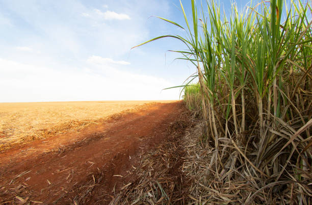 Sugarcane field on a beautiful day with blue sky. stock photo