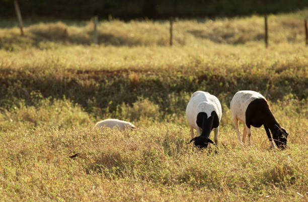 feeding flock of sheep on the pasture at dusk stock photo
