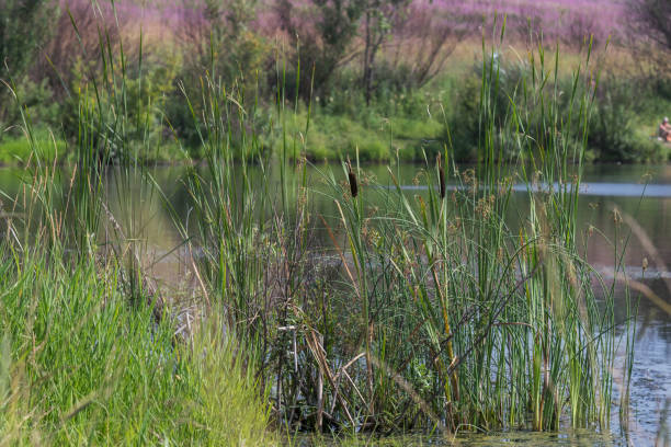 istock Lakeside with grass, reeds and clear water in the evening. 1256309343