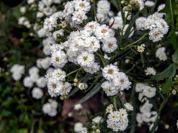 beautiful small white flowers in the form of a ball with the Latin name Achillea ptarmica Ballerina beautiful small white flowers in the form of a ball with the Latin name Achillea ptarmica Ballerina in the garden sneezeweed stock pictures, royalty-free photos & images