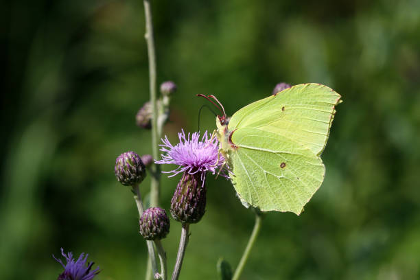 istock Gonepteryx rhamni - ommon brimstone butterflysitting on a flower. 1256310207