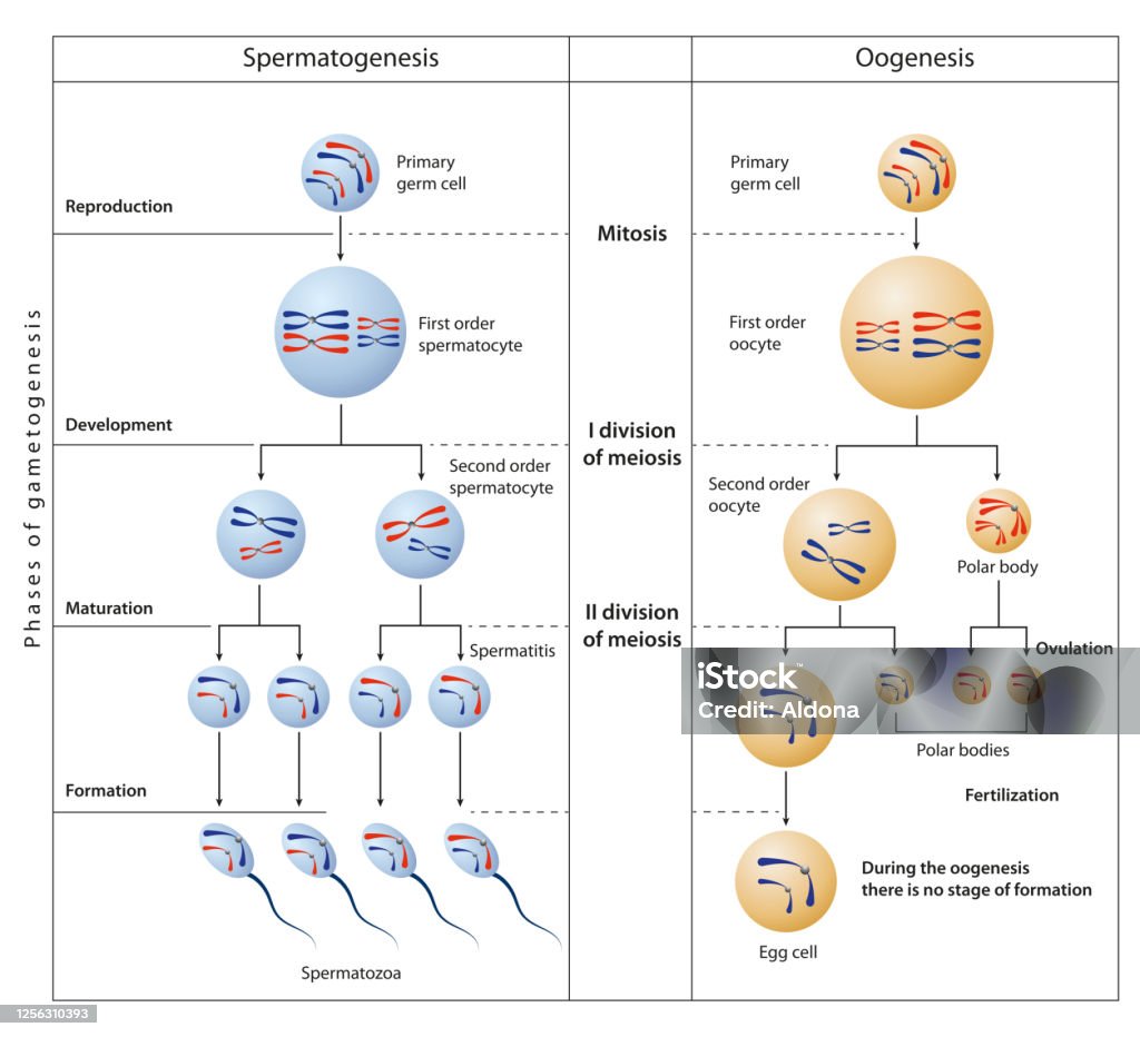 Gametogenesis Ilustrasi Stok Biology Diagrams