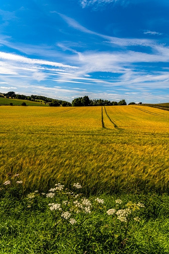 Golden wheat field under blue sky, just before harvest time