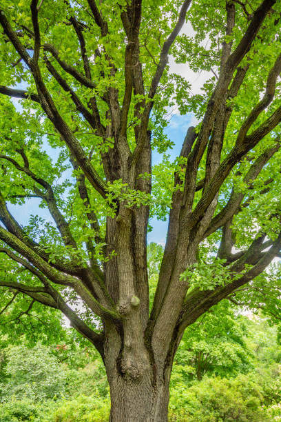 istock Old oak tree in a city park 1256311514