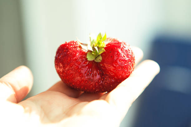 istock One big red strawberry in somebody's hand 1256311587