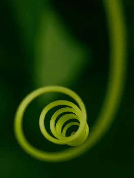 Selective focus on the mustache of a cucumber closeup. The mustache of the plant is twisted in the form of a spiral and ring. Abstract image with strong blur on a dark green background. Copy space.