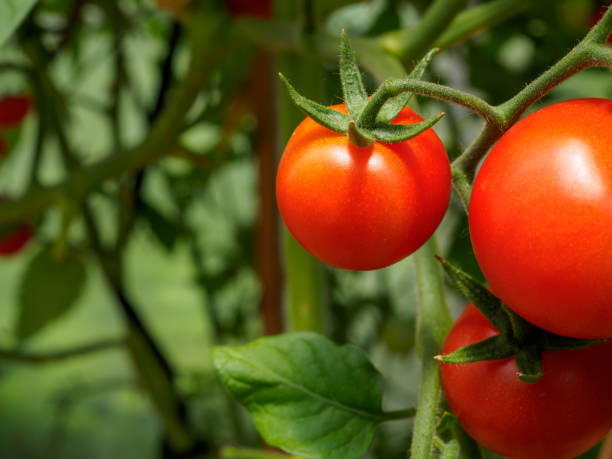 concentration sélective sur les tomates rouges mûres sur les branches de la serre. cultiver des légumes verts biologiques dans un jardin à la maison. espace de copie - heirloom cherry tomato photos et images de collection