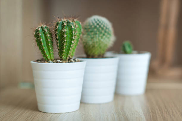 Small cacti cactus, collection of succulent plant in three mini pots on the table, selective focus.