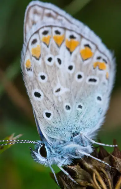 i found an maculinea Butterfly in my garden. this blue butterfly is beautiful