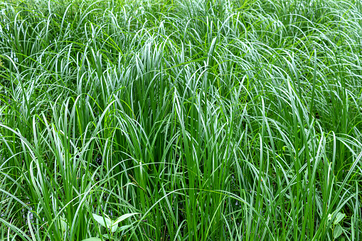 High sharp green sedge. Natural floral background for posters and design