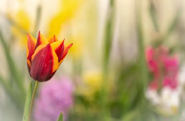 Beautiful two colored tulip in my garden. red and yellow it's realy colorful