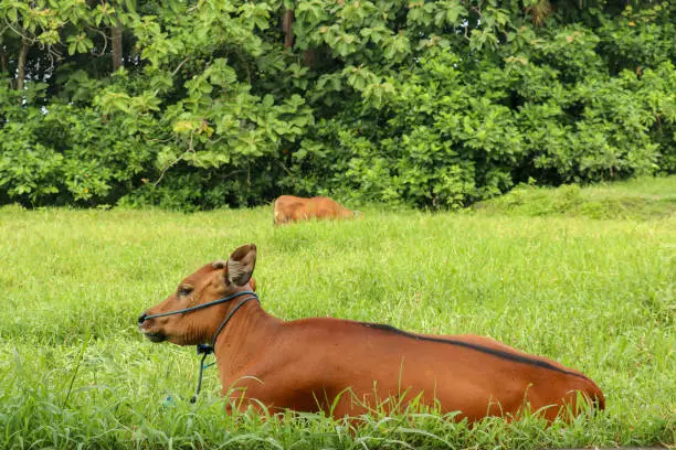 Brown cow lies in a green field with tall grass. Young heifer looks into the camera lens. Beef cattle tied with blue rope. Cow with pure soft hair grazes in a meadow with grass. Bali Island, Indonesia.
