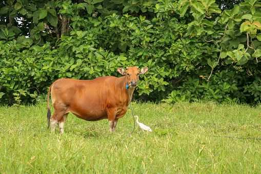 Brown cow standing in green field with tall grass. Adult heifer looks into the camera lens. Beef cattle tied with blue rope. A grazed cow grazes in a meadow with grass. Bali Island, Indonesia.