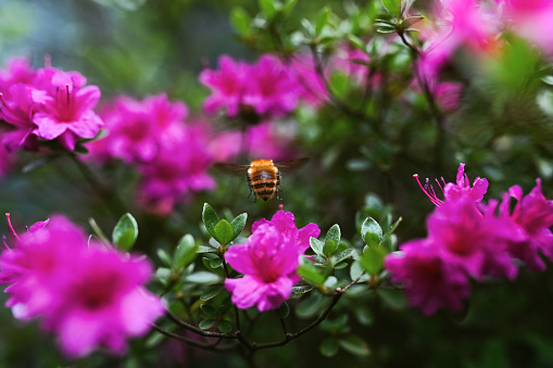 A bumblebee flies over an azalea plant in search of nectar