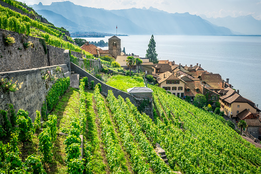 Scenic panorama of Lavaux with the Saint-Saphorin village green terraced vineyards and Geneva lake surrounded by mountains in Lavaux Vaud Switzerland