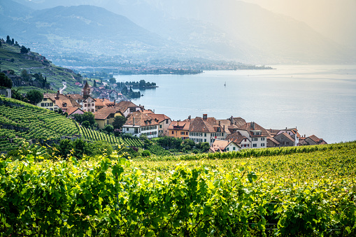 Scenic view of Rivaz village in middle of Lavaux terraced vineyards over Geneva lake with dramatic light in Lavaux Vaud Switzerland